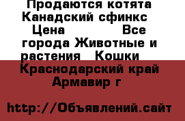 Продаются котята Канадский сфинкс › Цена ­ 15 000 - Все города Животные и растения » Кошки   . Краснодарский край,Армавир г.